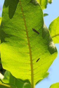 Monarch Caterpillars on Common Milkweed