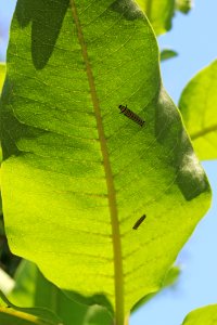 Monarch Caterpillars on Common Milkweed photo