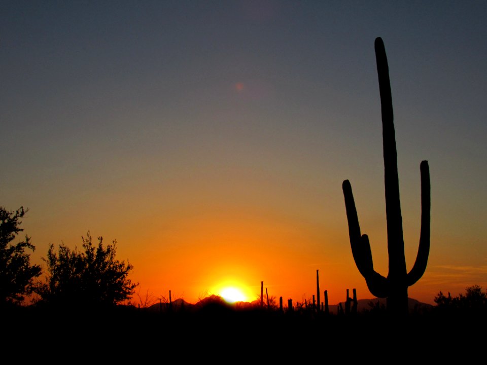 Saguaro NP in Arizona