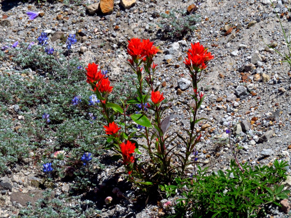Wildflowers at Mt. St. Helens NM in WA