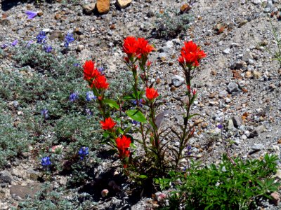 Wildflowers at Mt. St. Helens NM in WA photo