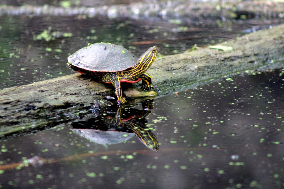 Western Painted Turtle
