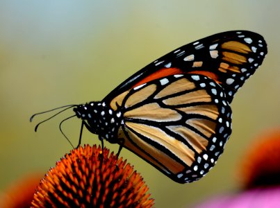 Monarch butterfly on purple coneflower photo