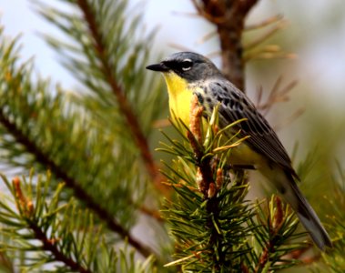 Kirtland's Warbler photo