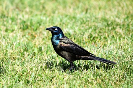 Common grackle photo