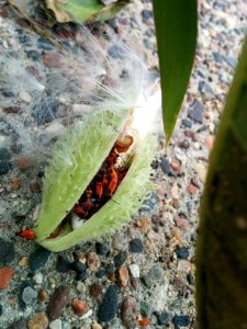 Young Milkweed Bugs
