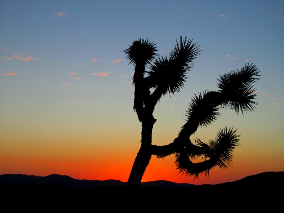 Sunset at Joshua Tree NP in CA