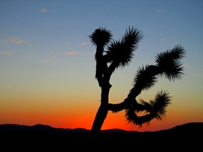 Sunset at Joshua Tree NP in CA