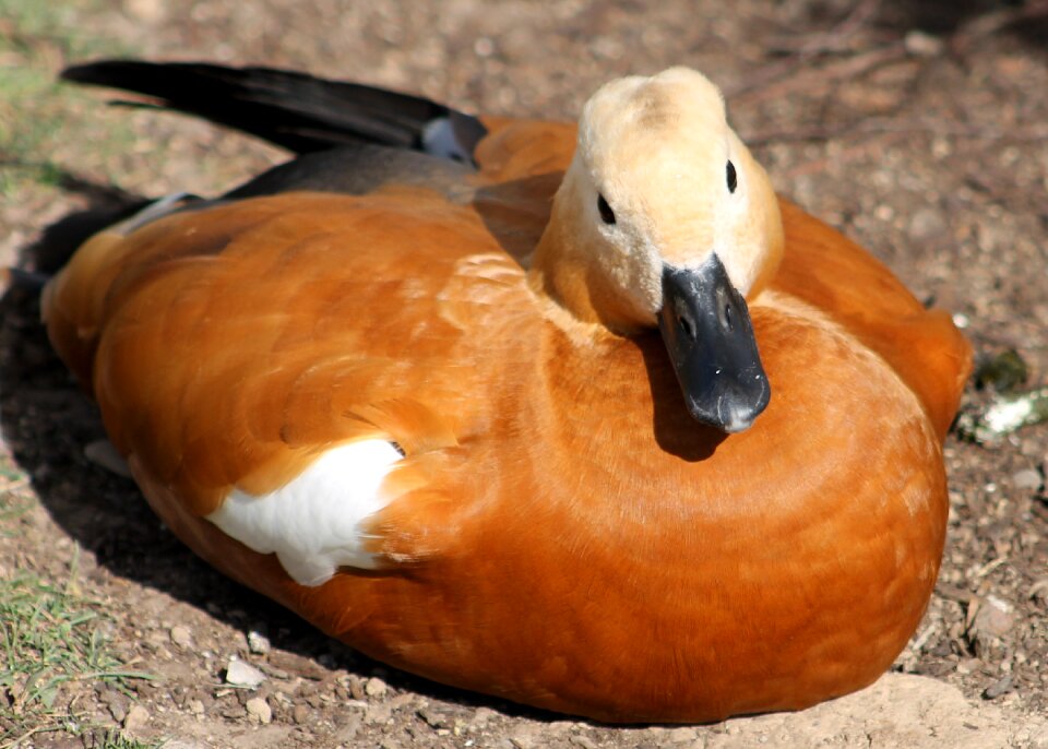 Duck nature wildlife