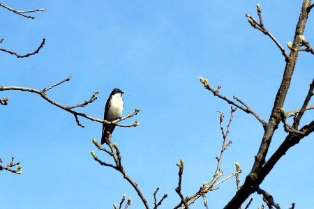 Tree Swallow photo