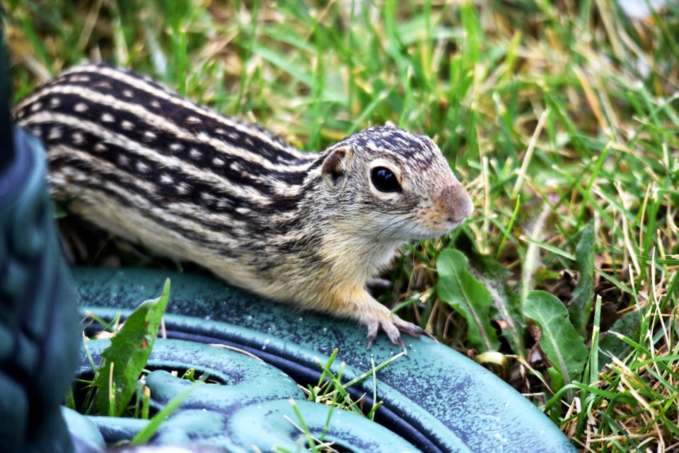 Thirteen-lined ground squirrel