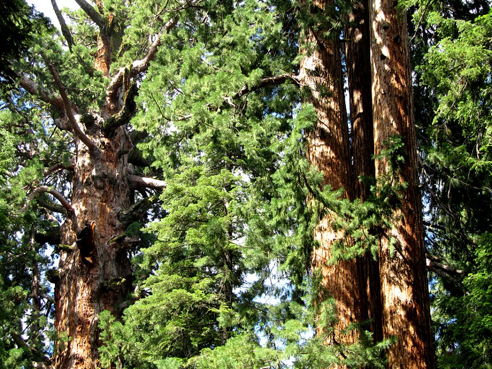 General Sherman Tree at Sequoia National Park in California