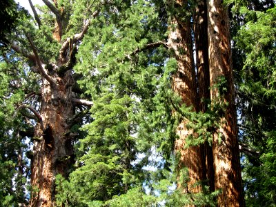 General Sherman Tree at Sequoia National Park in California photo