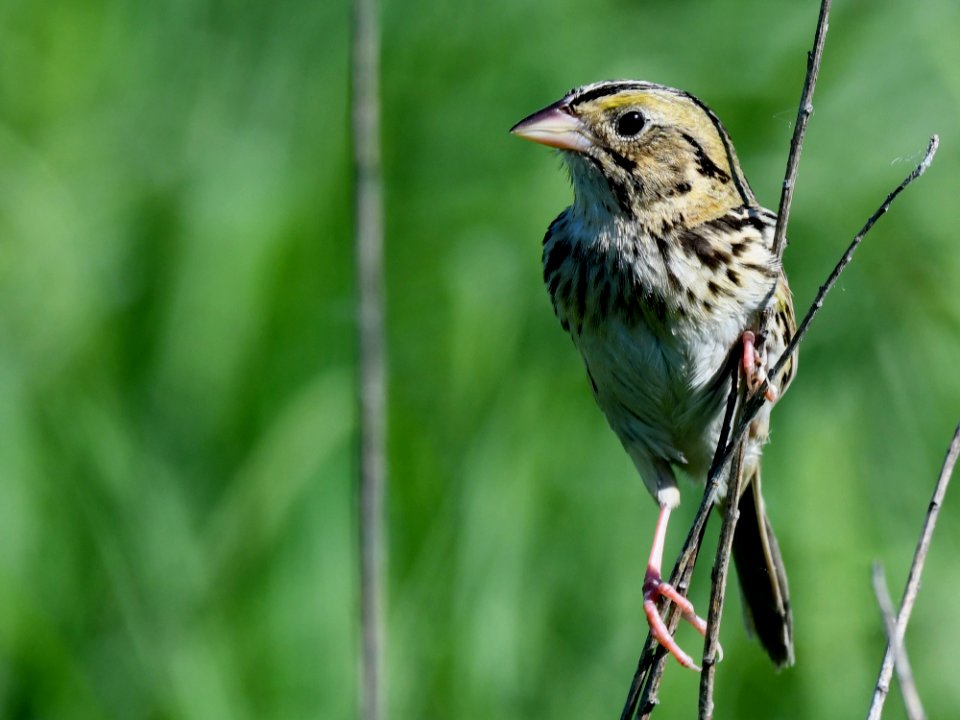 Henslow's sparrow photo