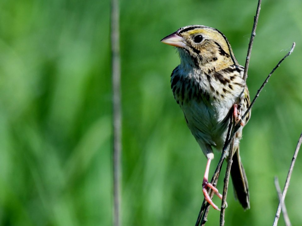 Henslow's sparrow