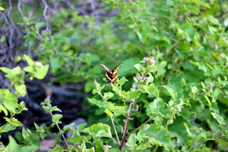 Giant Swallowtail Butterfly