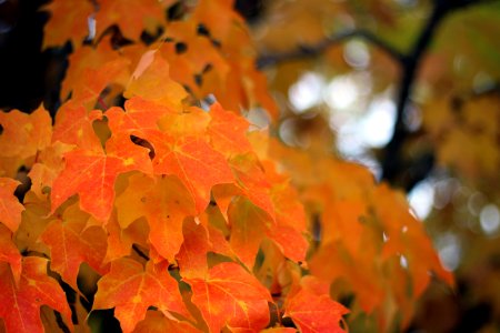 Fall color