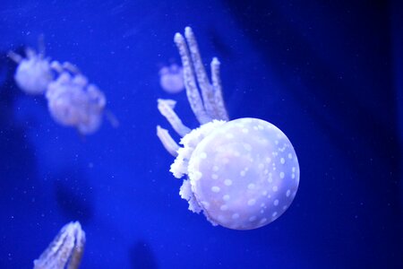 Jellyfish aquarium Free photos