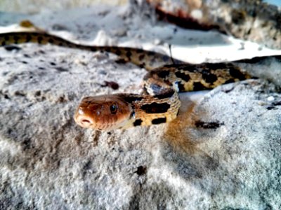 Western Fox Snake