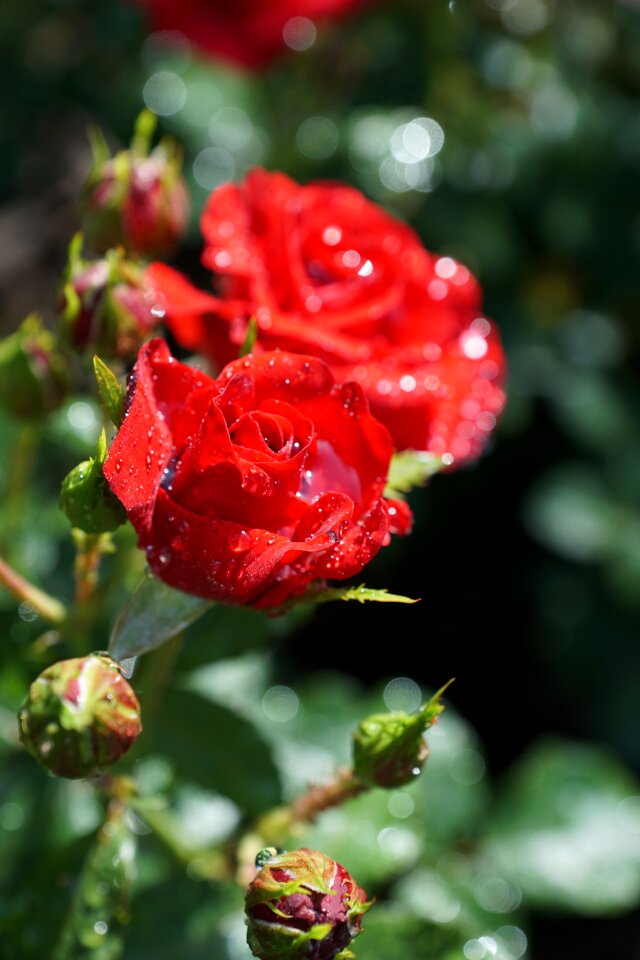 Plant spring aroma