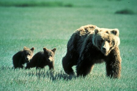 Cubs young wildlife