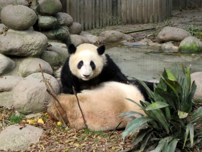 Panda waking up her mom Giant Panda Breeding Center Chengdu China