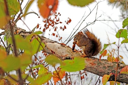Red squirrel at Seney National Wildlife Refuge photo