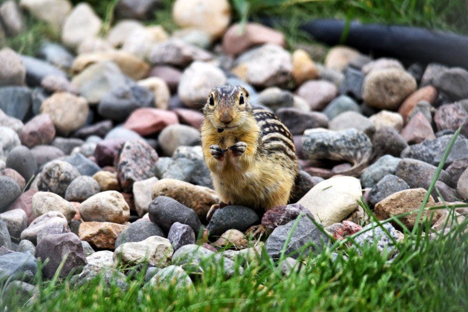 Thirteen-lined ground squirrel
