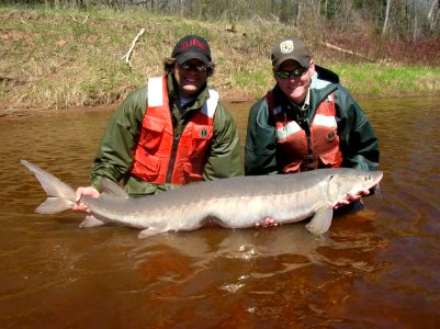 Mark Luehring and Josh Schloesser with 74 lb adult Lake Sturgeon