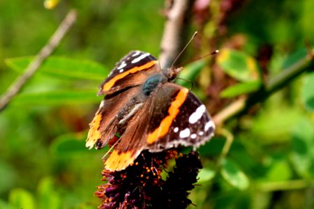 Red admiral