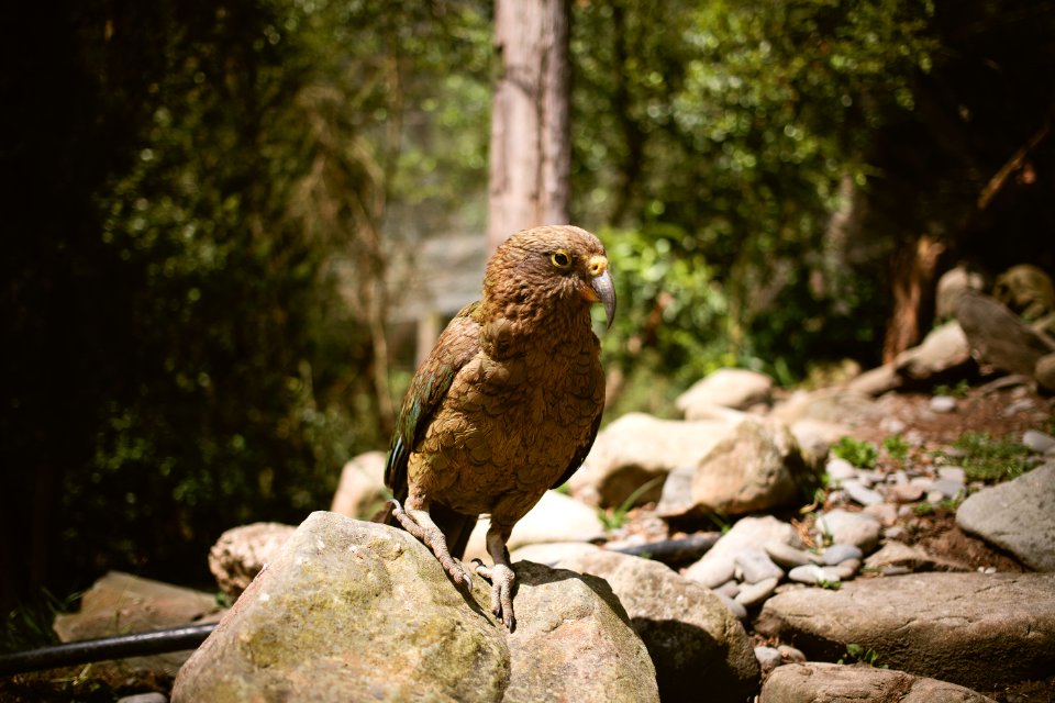 Willowbank Wildlife Reserve