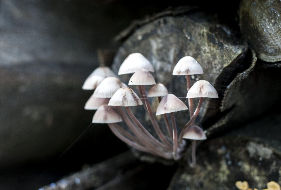 Close mushroom grow
