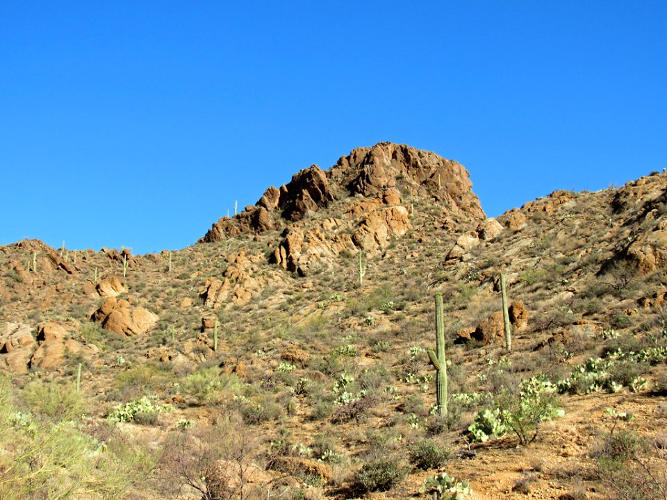Saguaro NP in Arizona