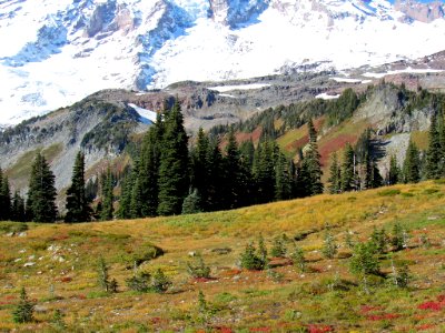 Autumn at Skyline Trail at Mt. Rainier NP in WA