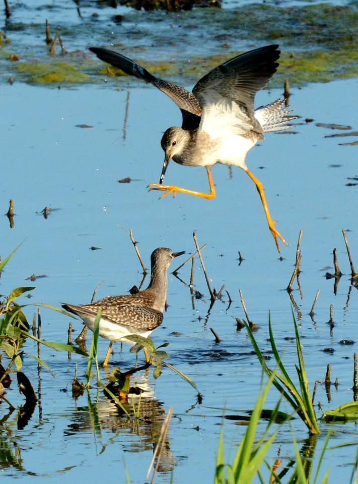 Yellowlegs at Shiawassee National Wildlife Refuge