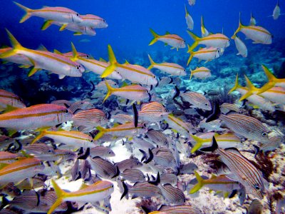 Swimming through the fishes Molassass Reef Key Largo photo