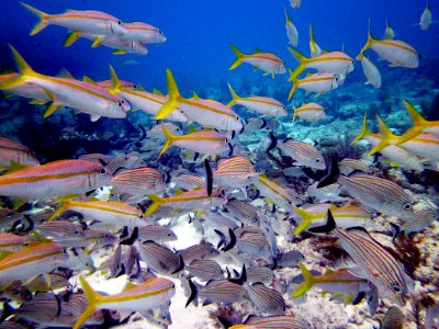 Swimming through the fishes Molassass Reef Key Largo
