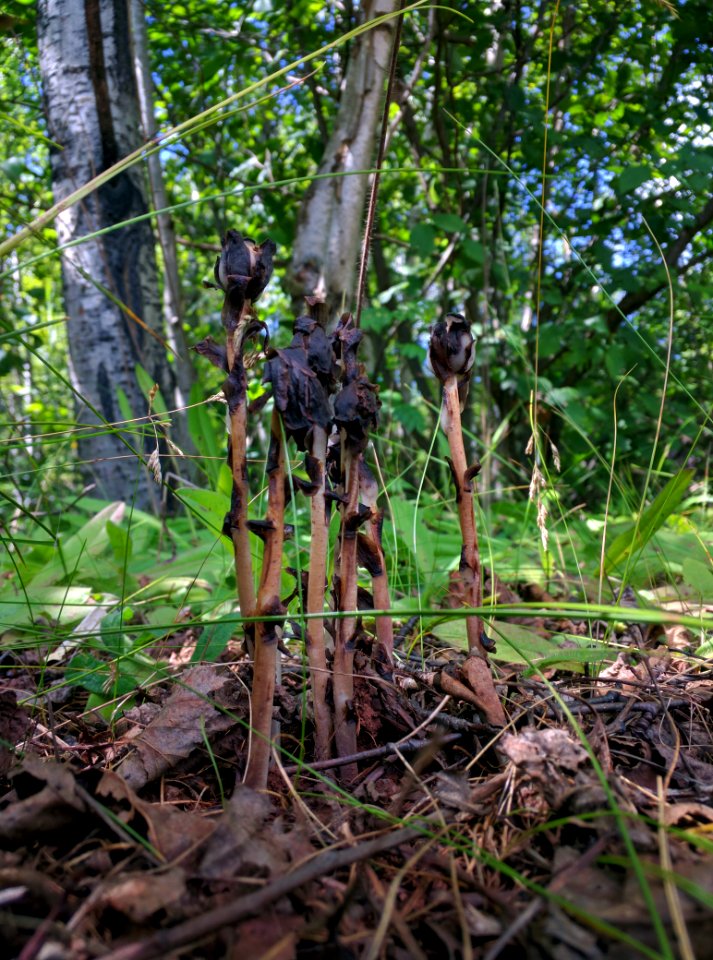 Indian Pipe
