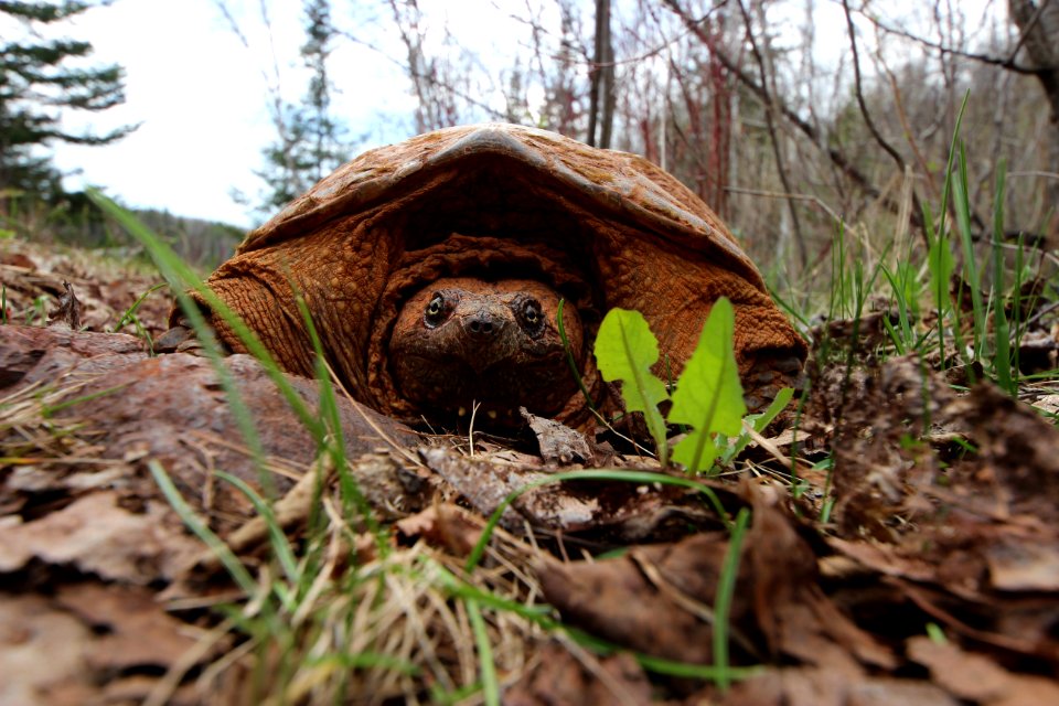 Iron ore stained common snapping turtle