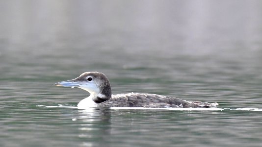 Common Loon photo