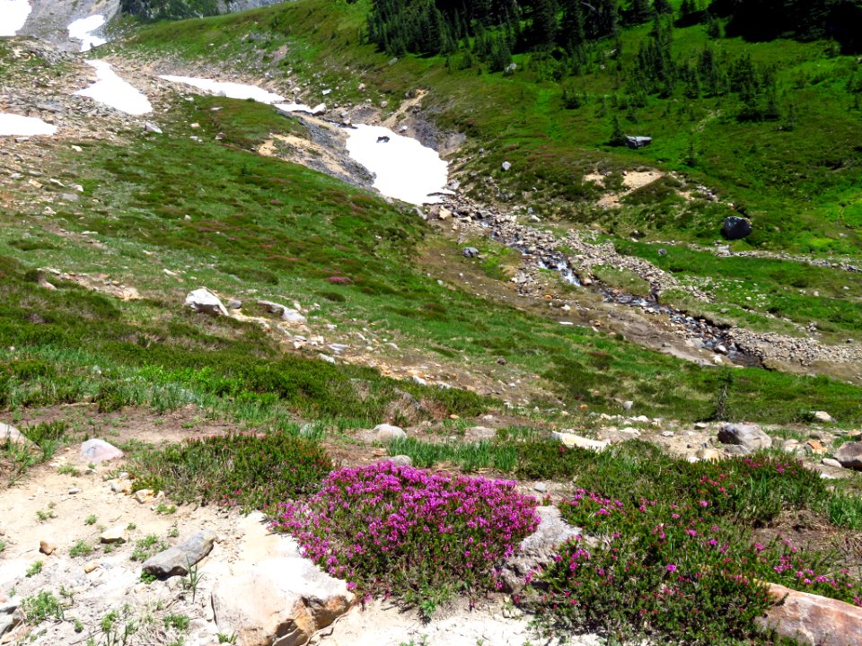Skyline Trail at Mt. Rainier NP in WA