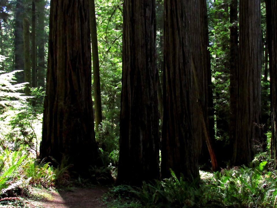 Jedediah Smith Redwoods SP in California