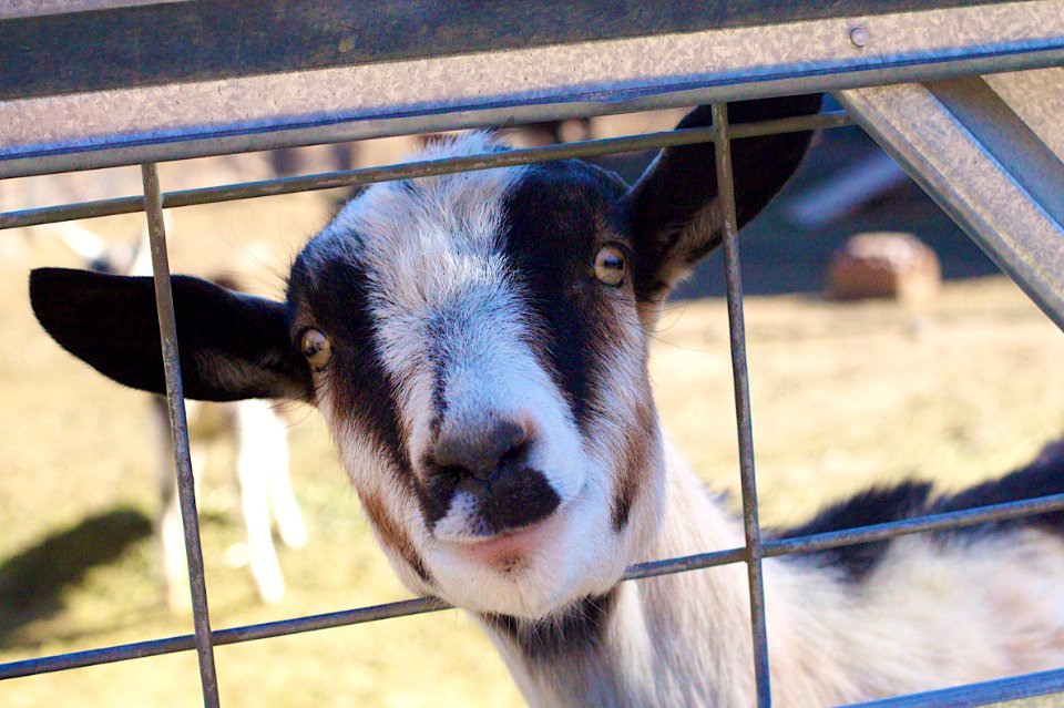 I'm Happy as a Goat Can Be