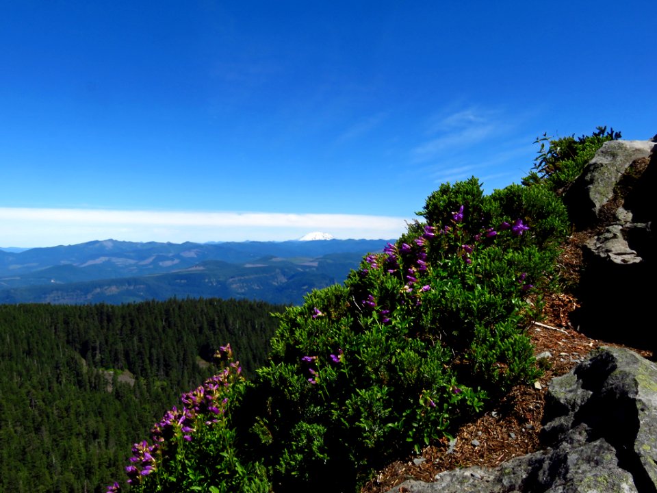 Sherrard Point on Larch Mountain in Oregon