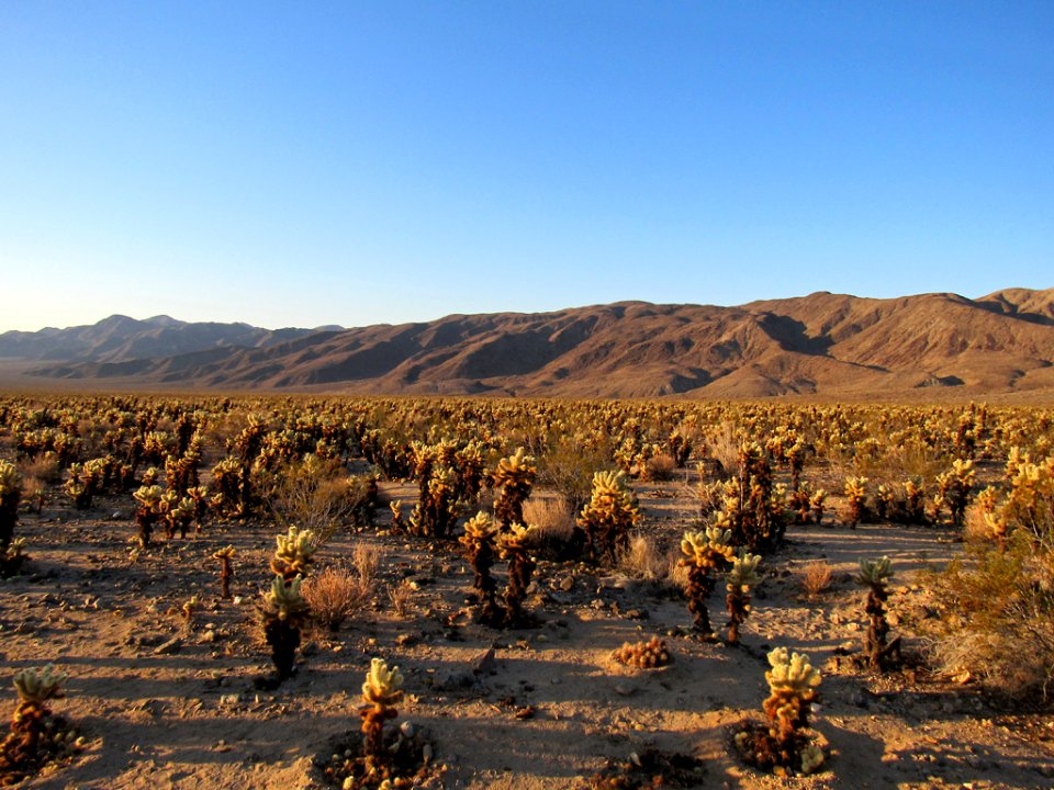 Sunrise at Cholla Cactus Garden at Joshua Tree NP in California photo