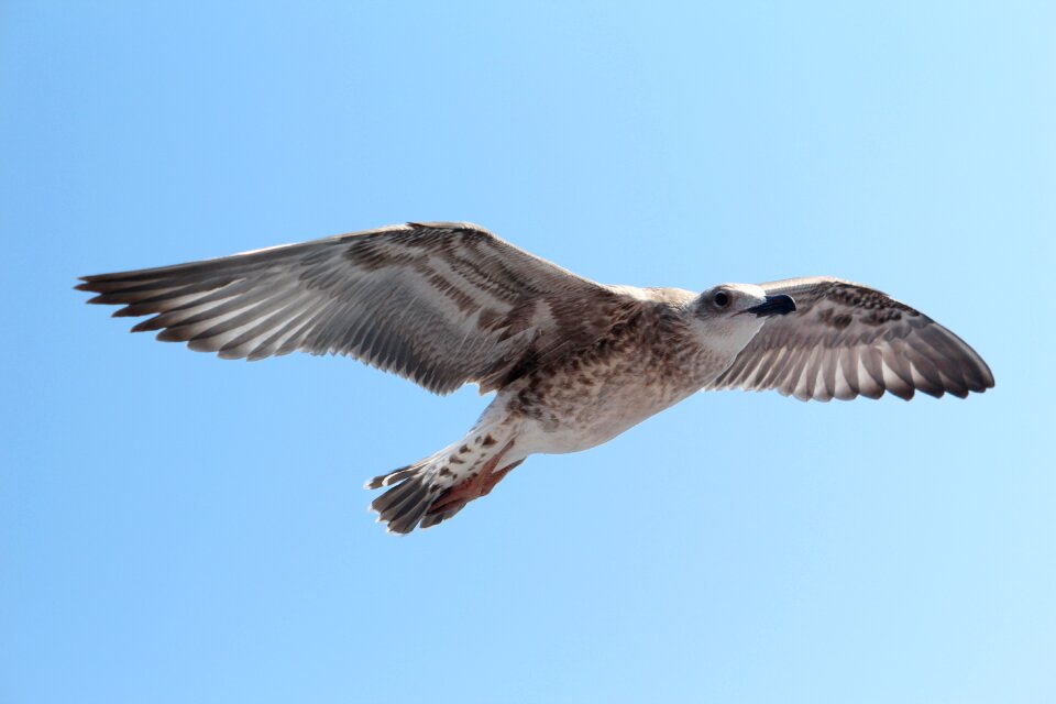 Bird fly mediterranean