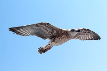 Bird fly mediterranean