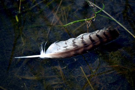 Red-tailed Hawk Feather photo