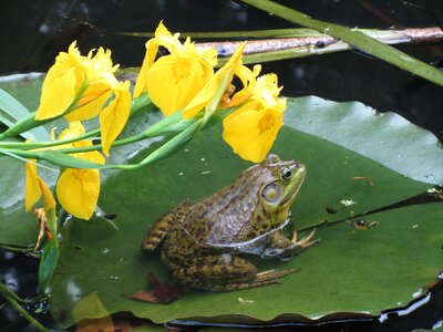 Amphibian nature flowers