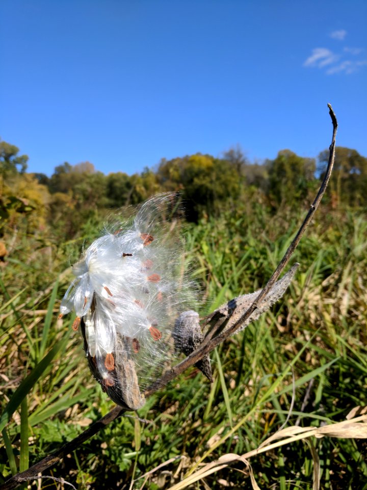 Common Milkweed Seeds